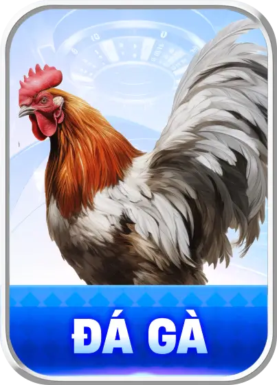 đá gà